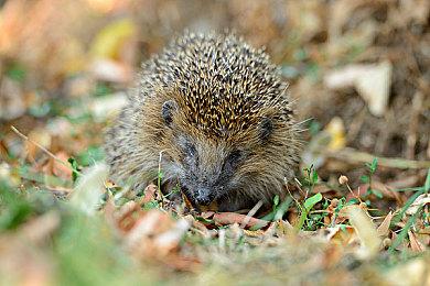 恋爱冒险名作《LoveR》首弹动作素材DLC12月7日发售